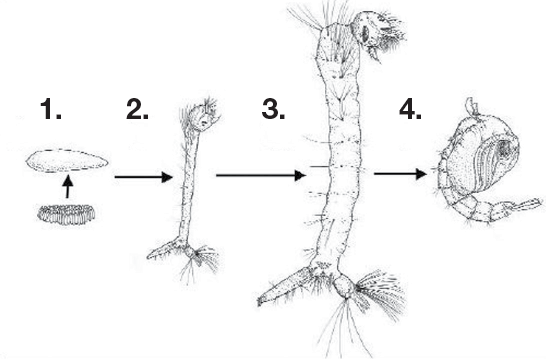 Un diagrama que muestra las cuatro etapas descritas en el texto bajo el título Ciclo de Vida del Mosquito.