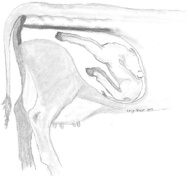 Calf’s front legs are stretched toward the birth canal but head is turned back toward its back.