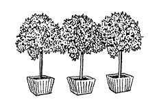 Line drawing of three identical potted small trees.