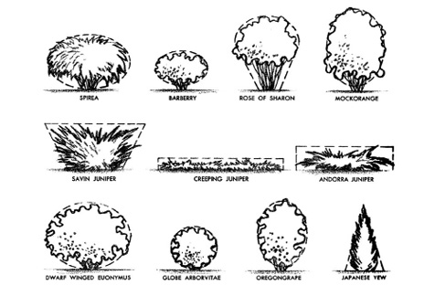 Spirea: large horizontal oval; barberry: small horizontal oval; rose of sharon: vertical oval that is smaller at the bottom; mockorange: vertical oval; savin juniper: rectangle that is smaller at the bottom; creeping juniper: long, short rectangle; andorra juniper: rectangle; dwarf winged euonymus: horizontal oval; globe arborvitae: round; oregongrape: vertical oval; japanese yew: triangle.