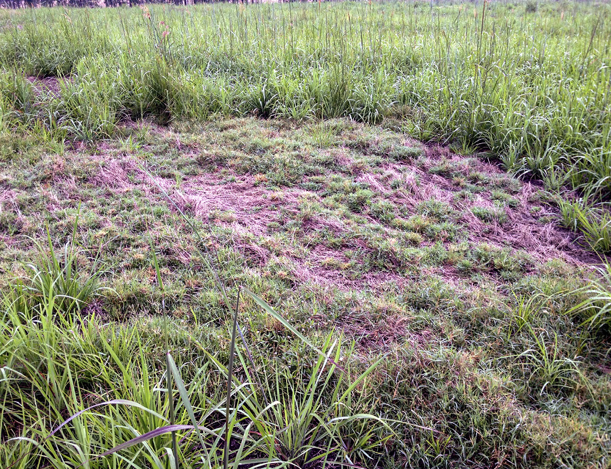 A stand of grass with a partially bare patch.