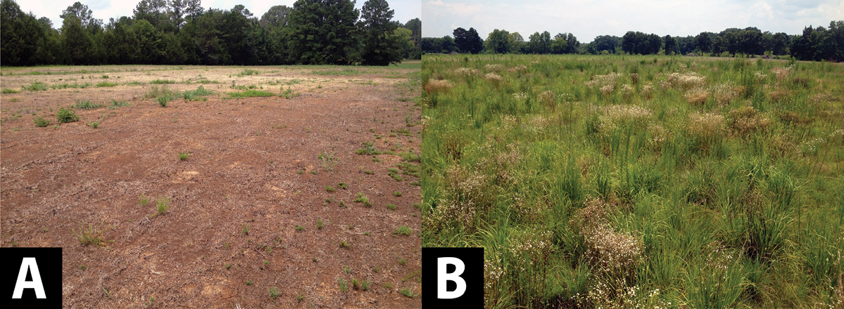 A. (Left) A mostly bare field with sparce grass emergence. B (Right) A field of grass with no bare patches.