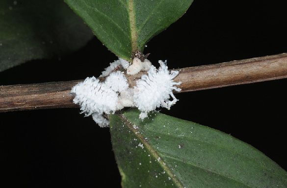 Magnified view of a white, fuzzy material on a stem and leaves.