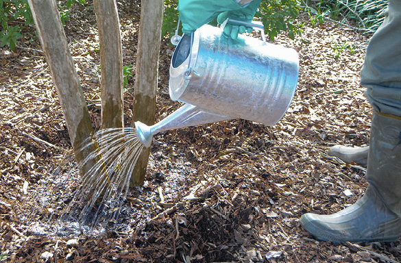 A person wearing rubber boots, long pants, and rubber gloves uses a metal watering can to pour liquid around the base of a tree.