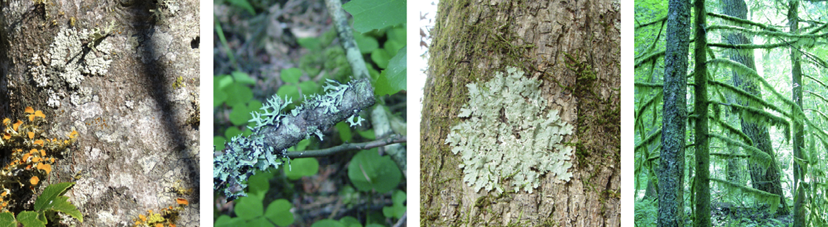 The lichen forms as described in the caption and text. 