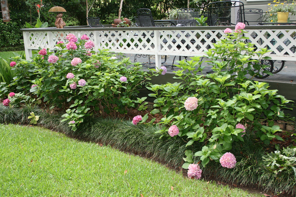 A garden bed borders a deck area, with liriope marking the edge between the garden and the lawn.