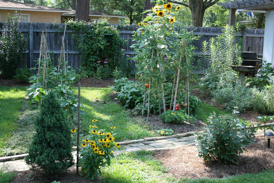 A house garden with tomatoes, sunflowers, and other plants is organized into multiple beds divided on raised mounds.