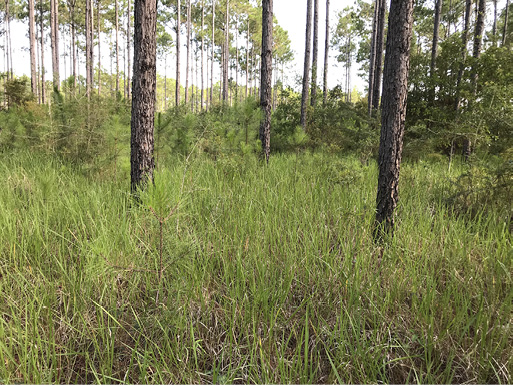 Tall, green grass covering the bottom part of the pine trees.