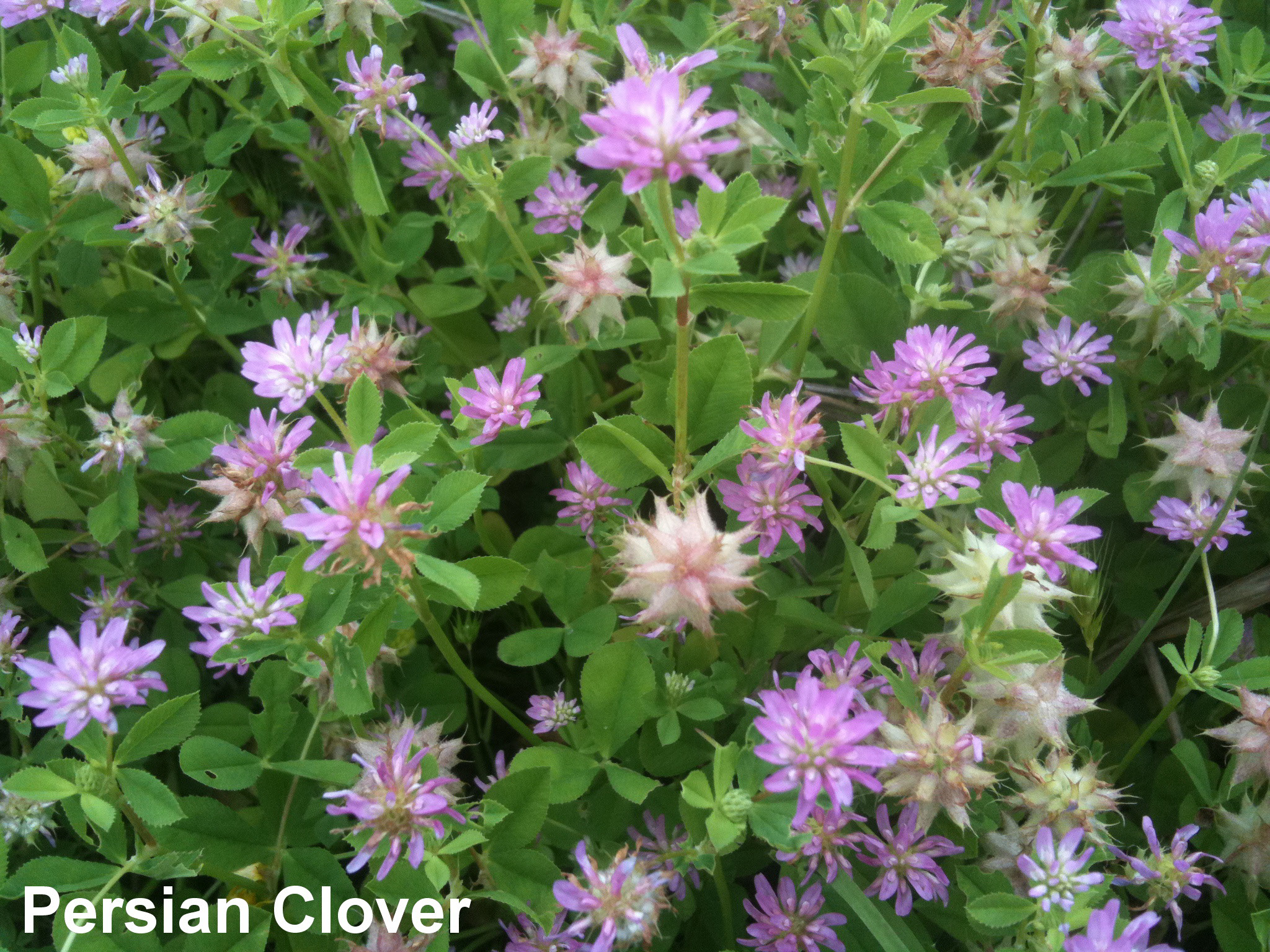 Persian clover described in text.