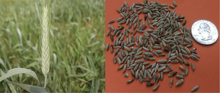 To the left are grown cereal rye stalks; to the right, cereal rye seeds are compared in size to a quarter.