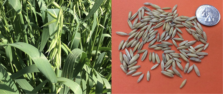 To the left are grown oat stalks; to the right, oat seeds are compared in size to a quarter.