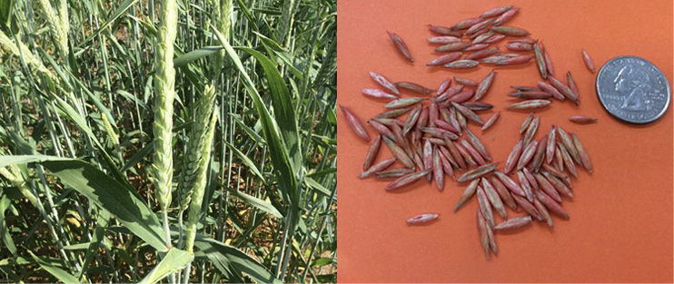 To the left are grown triticale stalks; to the right, triticale seeds are compared in size to a quarter.