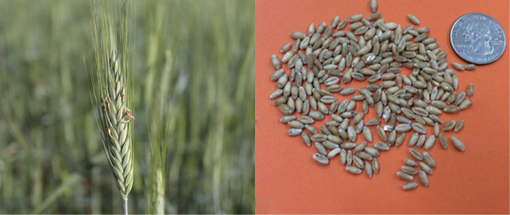 To the left are grown wheat stalks; to the right, wheat seeds are compared in size to a quarter.