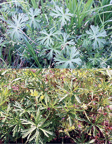 Two images of cutleaf geraniums show the distinct toothed segments of the leaves. The right image also includes some pinkish-purple petals.