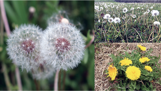 A composite image shows dandelion stages: Left, a close-up of two mature dandelion seed heads; top right, a field of dandelion seed heads; bottom right, a cluster of bright yellow dandelion flowers.