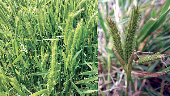 Two images showing mature leaves with flat blades and fine hairs.