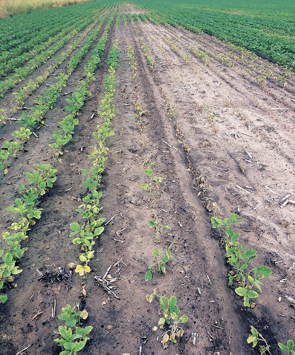 Rows of poorly developing soybeans with yellowing leaves and dying or dead plants.