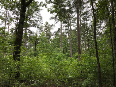 The same mixed pine-hardwood stand is featured after a pine beetle outbreak. There is some visible dieback of foliage.