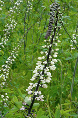 Example of inflorescence.