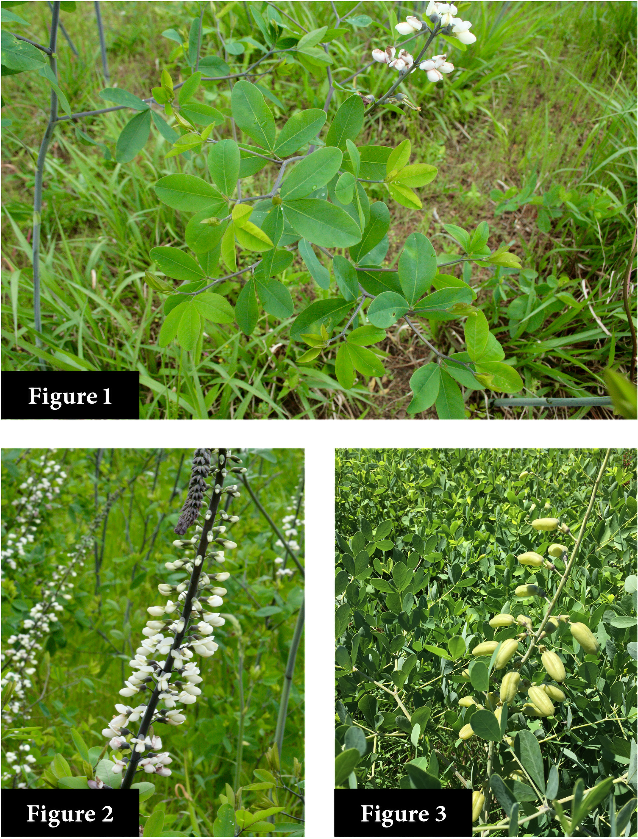 Figures 1-3 provide examples of ovate leaflets, inflorescence, and fruit pods.