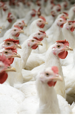 Chickens in broiler house.