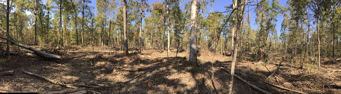 A forest where most of the trees have been removed.