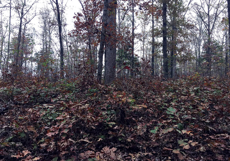 Larger oak seedlings grow around the bases of larger trees.