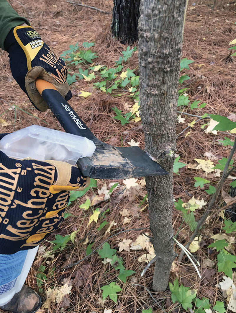 A man wearing gloves cuts into a small tree with a hatchet and squirts heribicide into the cut from a spray bottle.