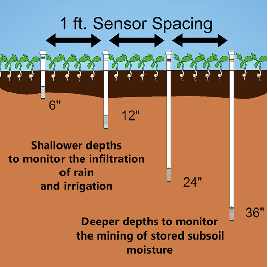 Four sensors of varying depths—6, 12, 24, and 36 inches—are spaced 1 foot apart. The shallower depths monitor the infiltration of rain and irrigation. The deeper depths monitor the mining of stored subsoil moisture.