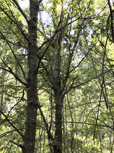 Nuttall oak trees with many small lower limbs.