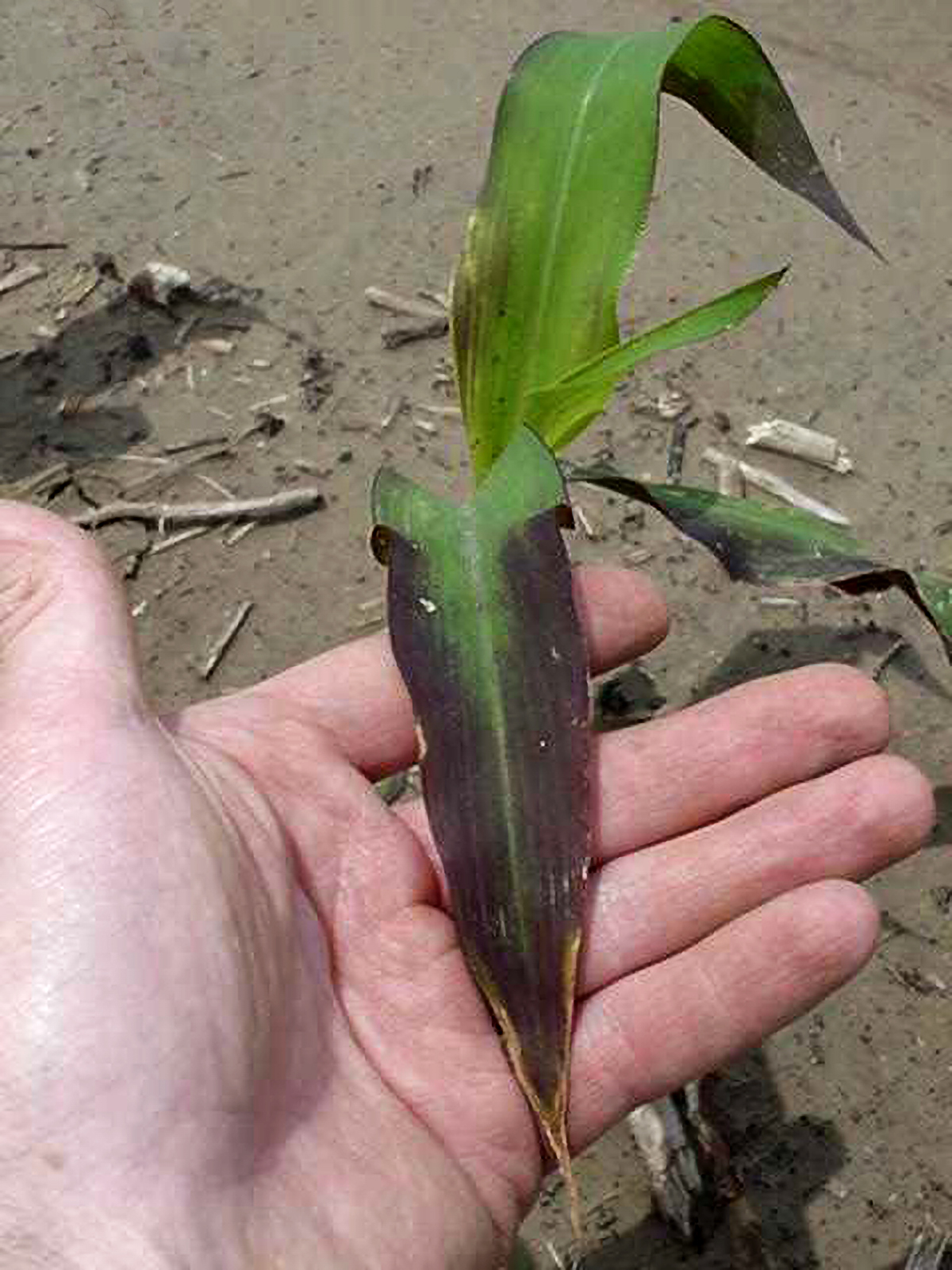 A person holds a single corn plant leaf that is dark purple along the edges.