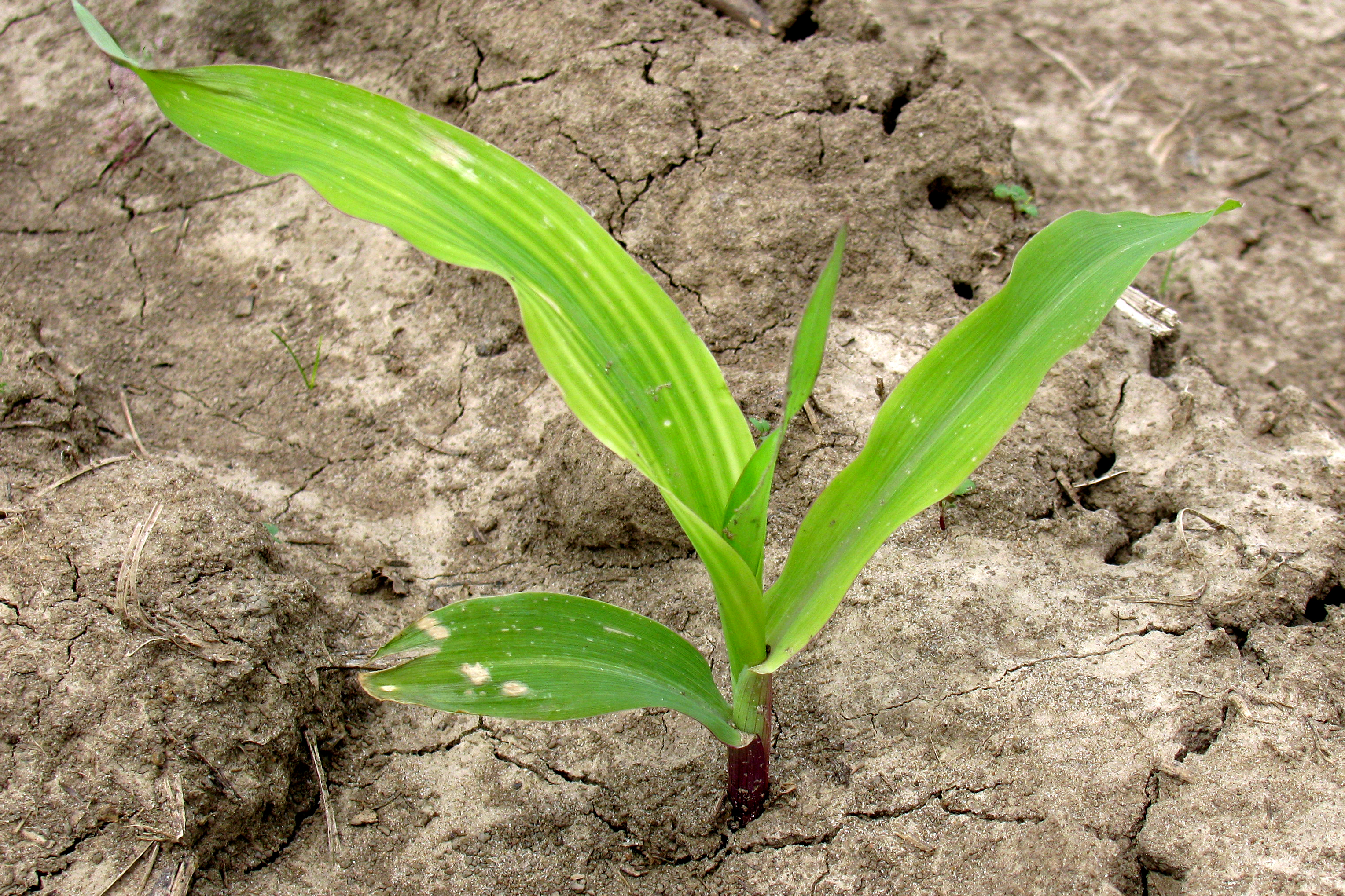A single, young corn plant with a yellow-and-green striped leaf.