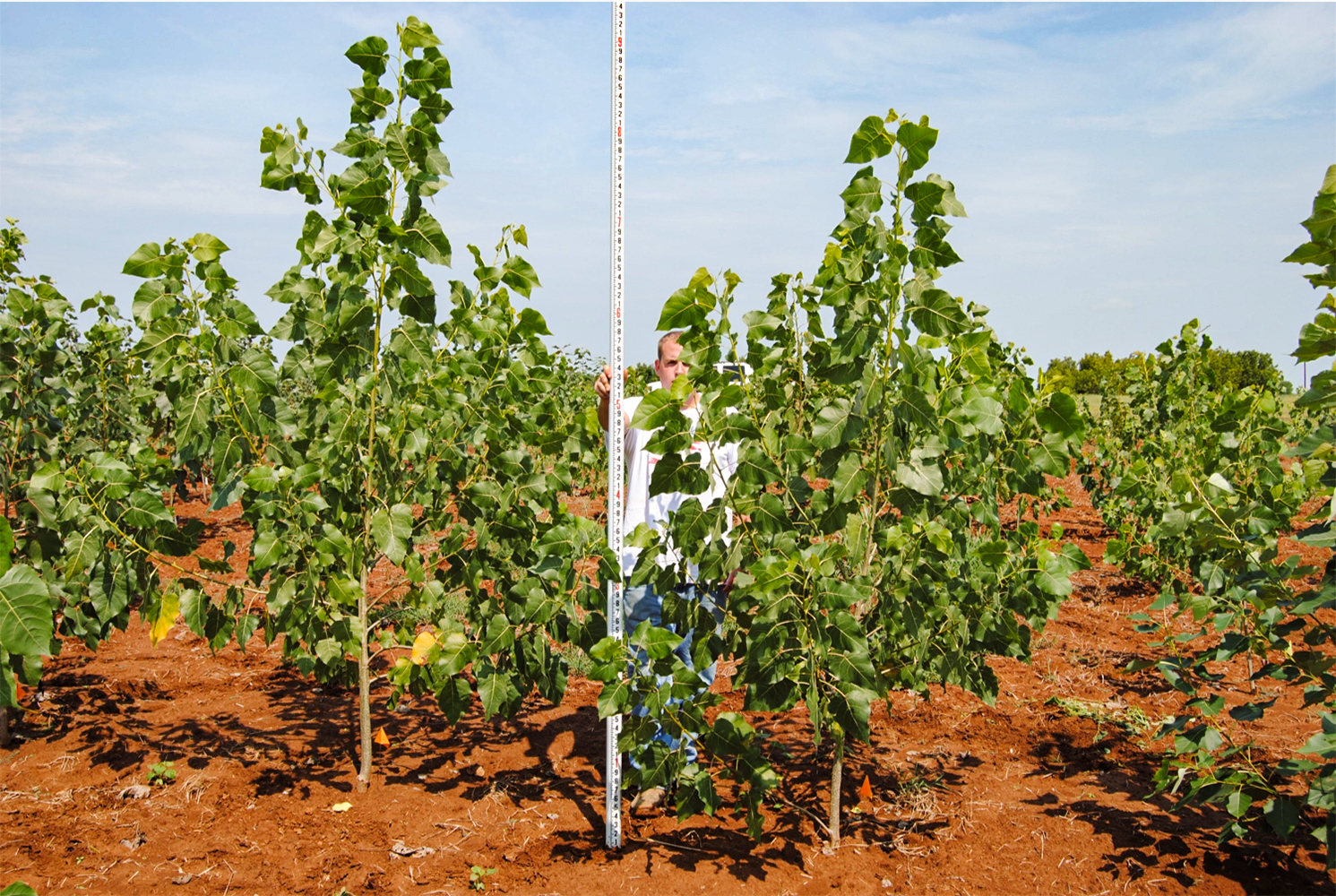 A person measures a tree's height with a tall measuring pole.