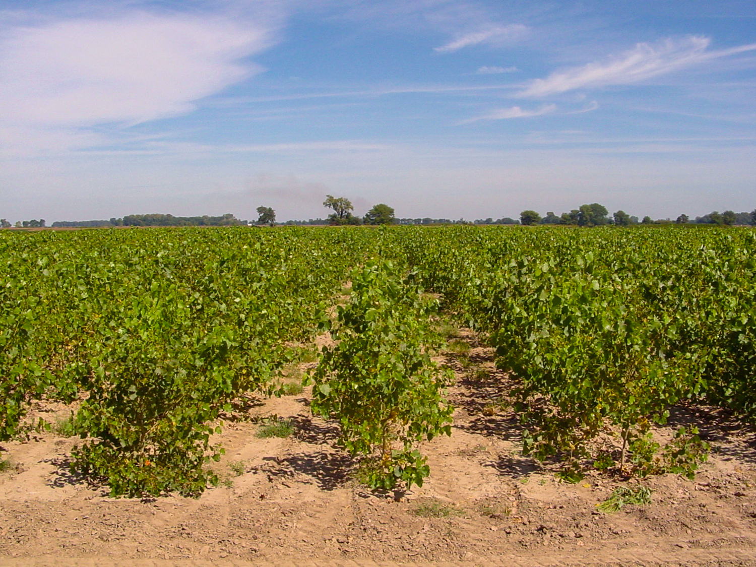 Rows of small trees.