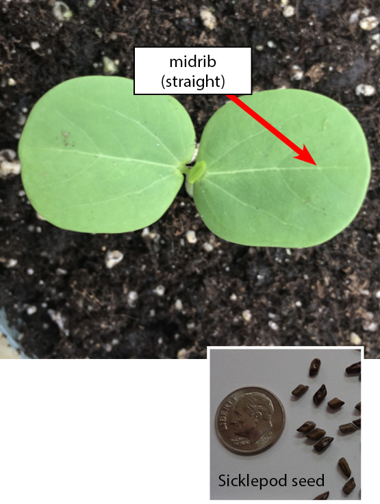 Sicklepod leaf pictured with two green leaves featuring straight midrib (veins) on foliage. 
		Seed photo: Small brown Sicklepod seeds with pointed ends pictured next to dime for size comparison.