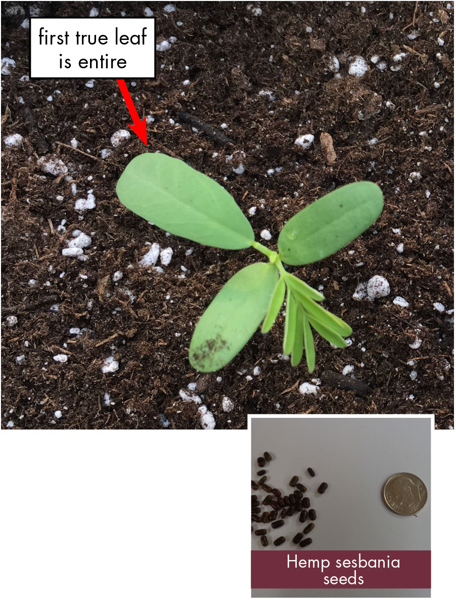 Hemp sesbania features whole oval-shaped leaves from stem. Small brown pellet-like rounded rectangles seeds next to dime for size comparison.