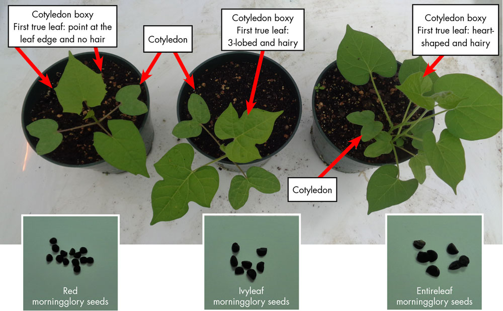 Three pots representing the morningglory family. All three have boxy cotyledons and small, brown, round seeds, but their first true leaves are different in these ways: Red morningglory’s first true leaf has points at the leaf edge and no hair. Ivyleaf morningglory’s first true leaf has three lobes and is hairy. Entireleaf morningglory’s first true leaf is heart-shaped and hairy.