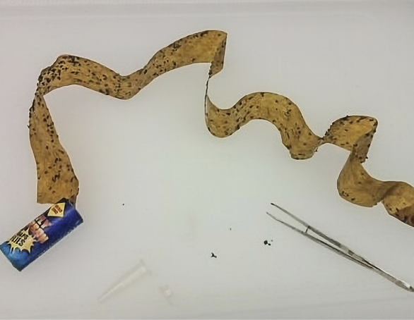 A used fly paper strip covered in tiny black flies, alongside tweezers and a small plastic collection tube.
