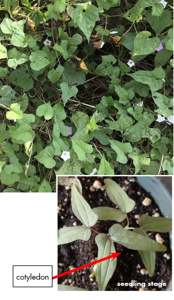 Pitted morningglory - adult and cotyledon stage