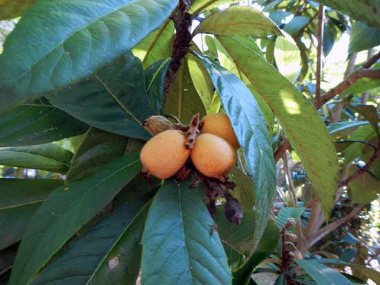 Large green leaves surrounding small orange fruit.