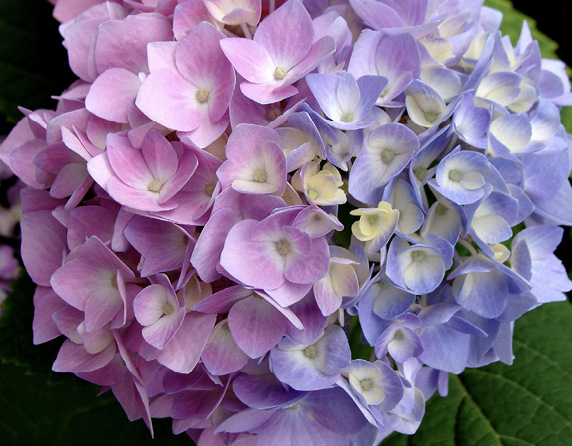 A large hydrangea bloom.