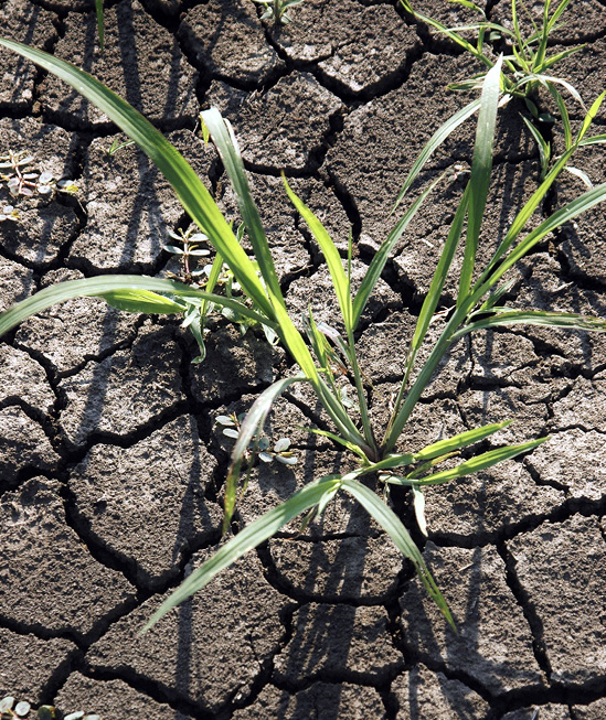 Grass clumps without seedheads.