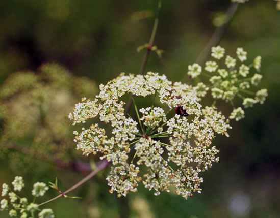 Cluster of tiny, white flowers.