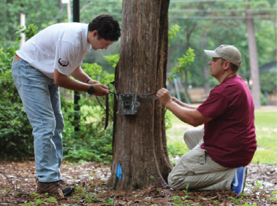 Two volunteers affixing a camouflage camera to a tree.