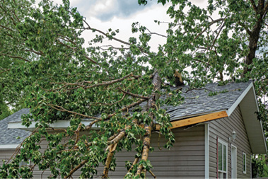 A large tree branch has fallen onto the roof of a house.
