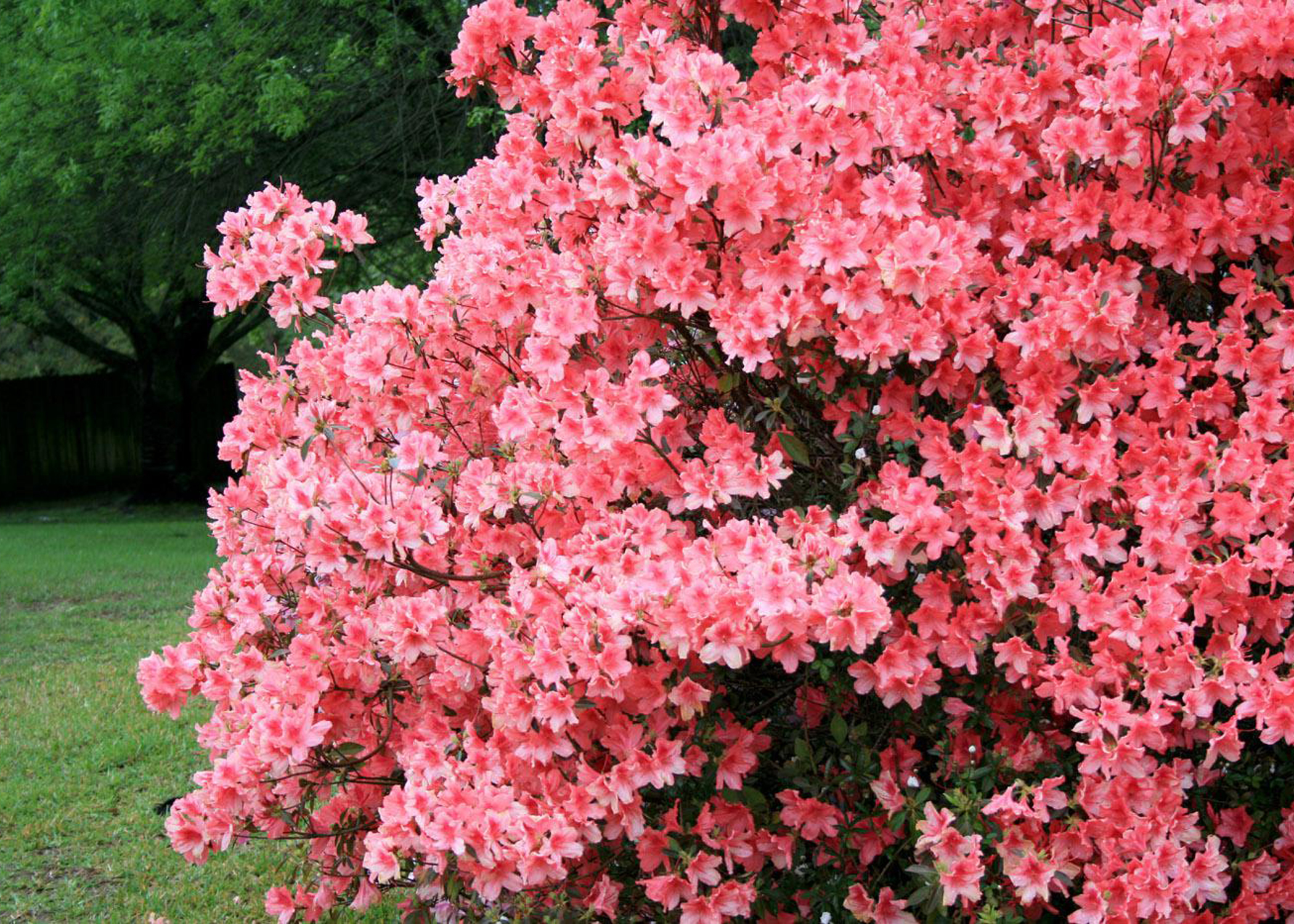 Pink Azaleas