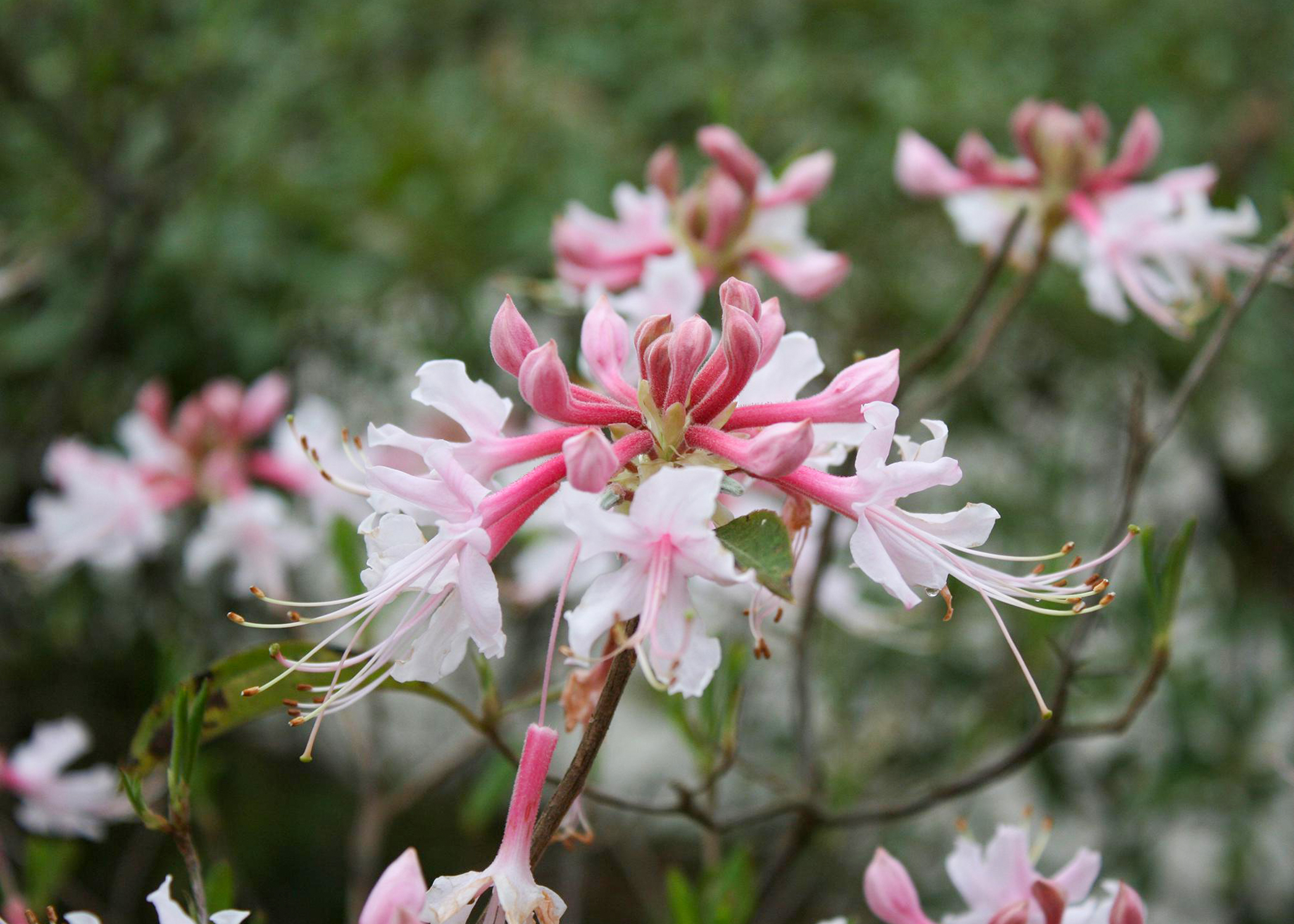 White native azaleas