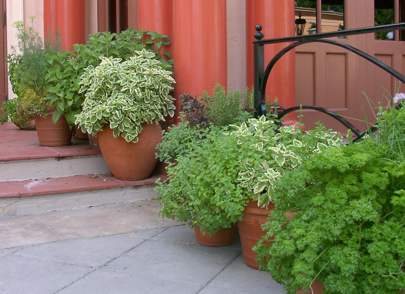 Growing herbs in containers is an easy way to provide the drainage they need. It also makes them portable and accessible to the kitchen. (Photo by Lelia Kelly/Mississippi State University horticulturist)