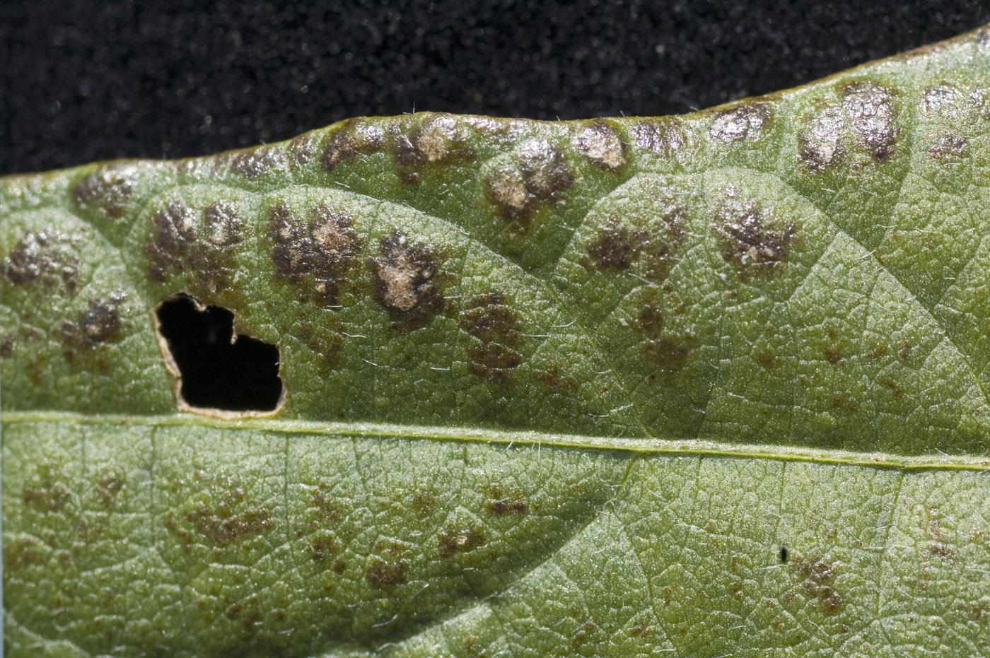 Soybean rust appeared in 79 of the state's 82 counties in 2008, but it came late enough that it did not cause yield losses. This soybean leaf is infected with the rust virus. (Photo by Jim Lytle)