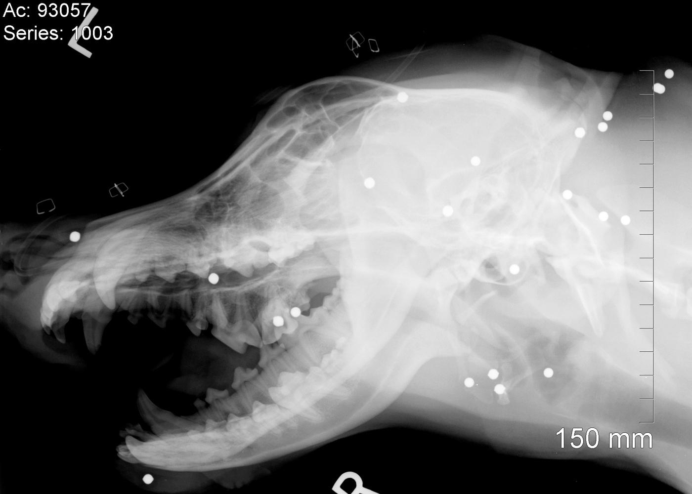 This radiograph shows the approximately 26 pellets in her head and neck.